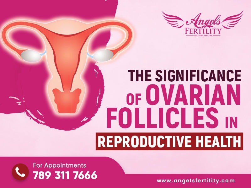 The Significance of Ovarian Follicles in Reproductive Health